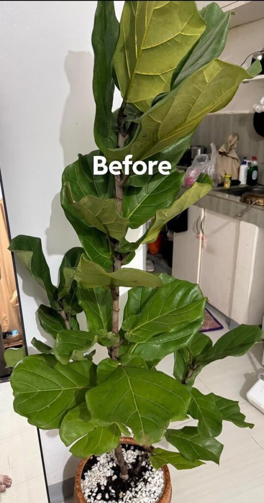 Before and after :(