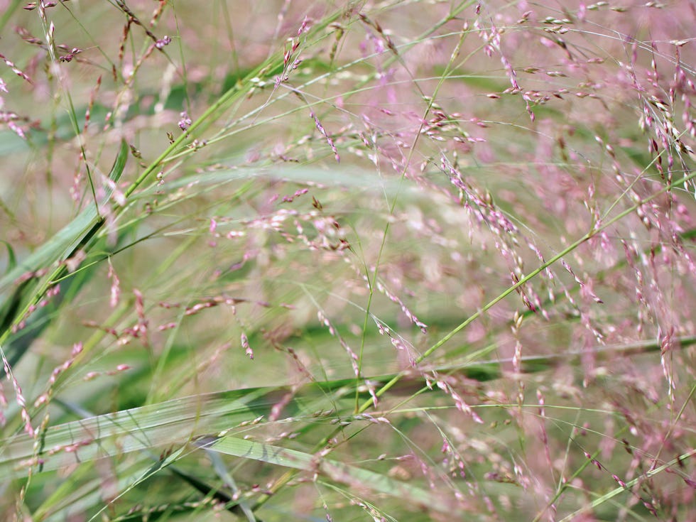 Close up of ornamental grass possibly Panicum Virgatum commonly called Switchgrass Close up of ornamental grass possibly Panicum Virgatum commonly called Switchgrass