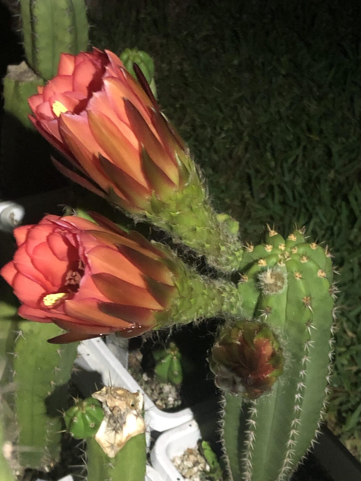 My First Tricho Flowers!