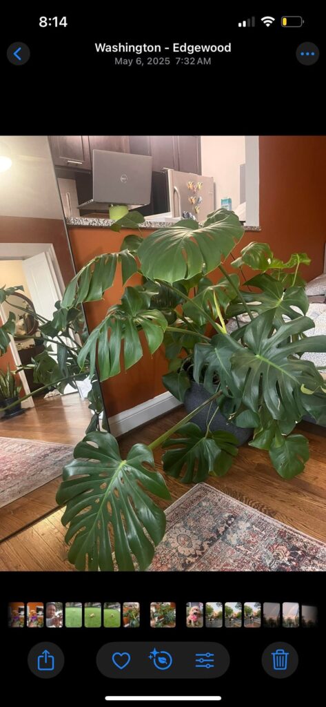 Be honest is my monstera cooked? Be honest is my monstera cooked?
