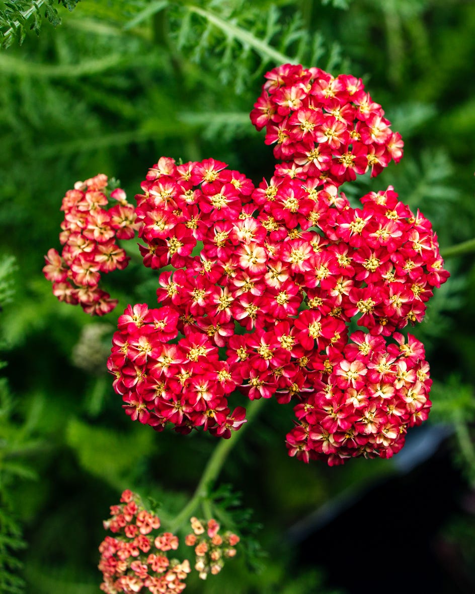 Red yarrow achillea millefolium blossoming in garden