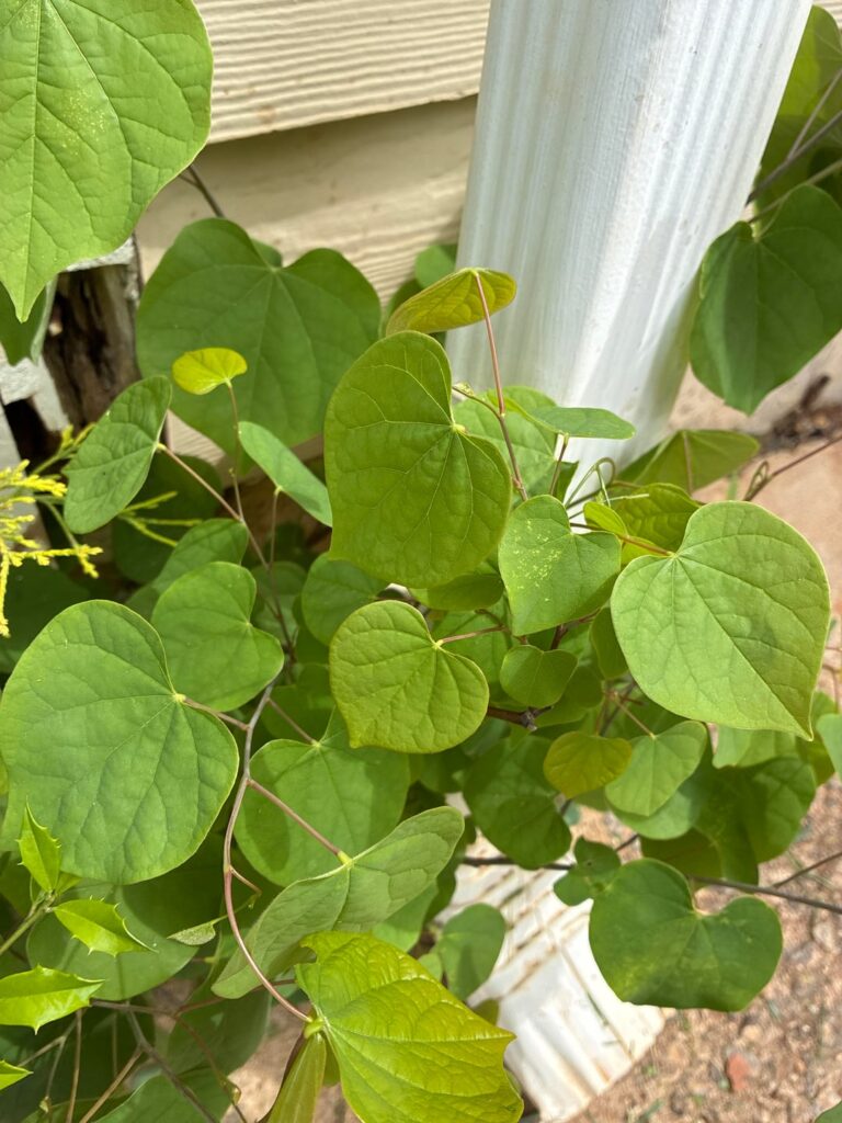 Popped up in my flowerbed near my gutter- what is it?