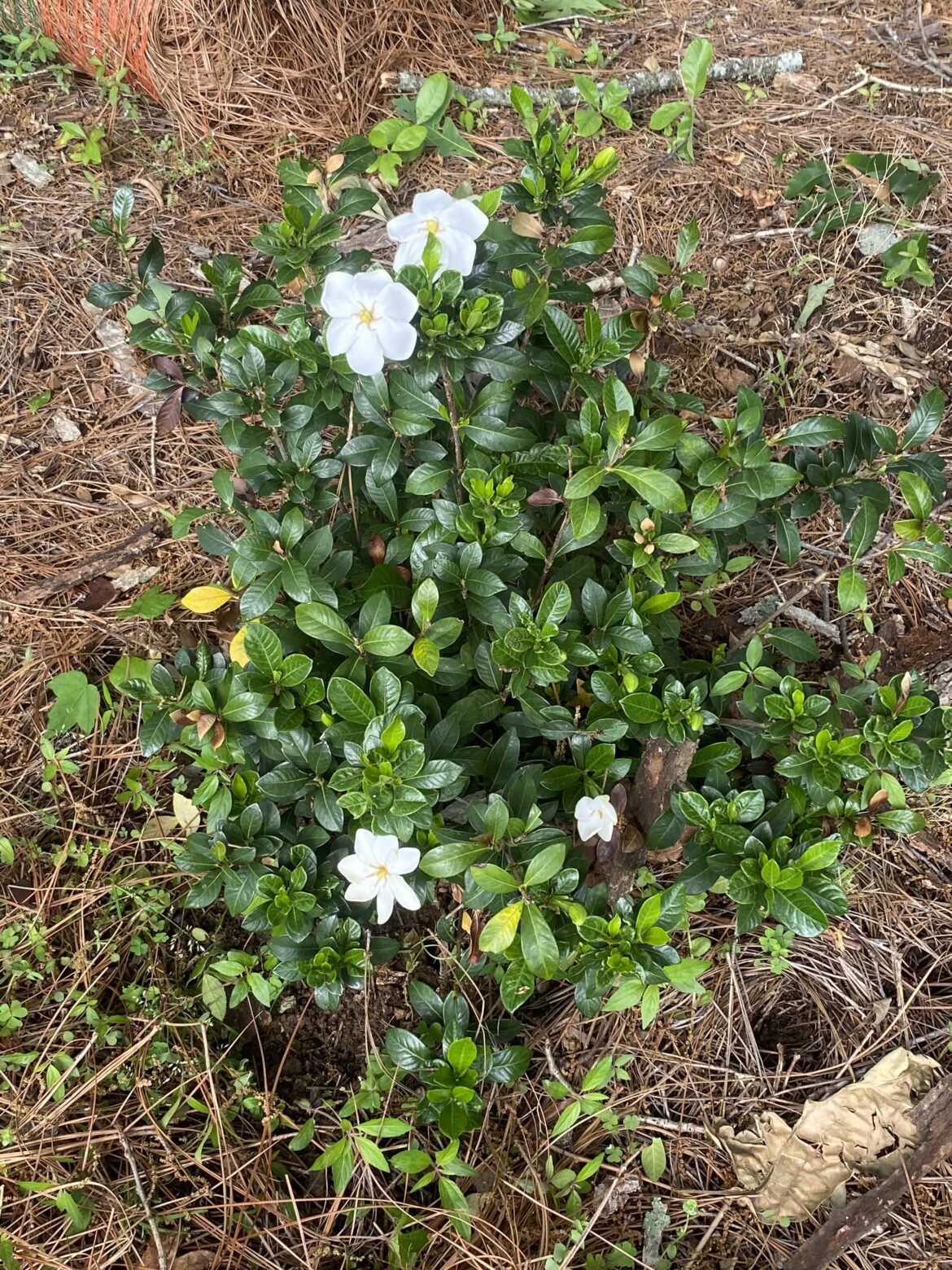 North Alabama