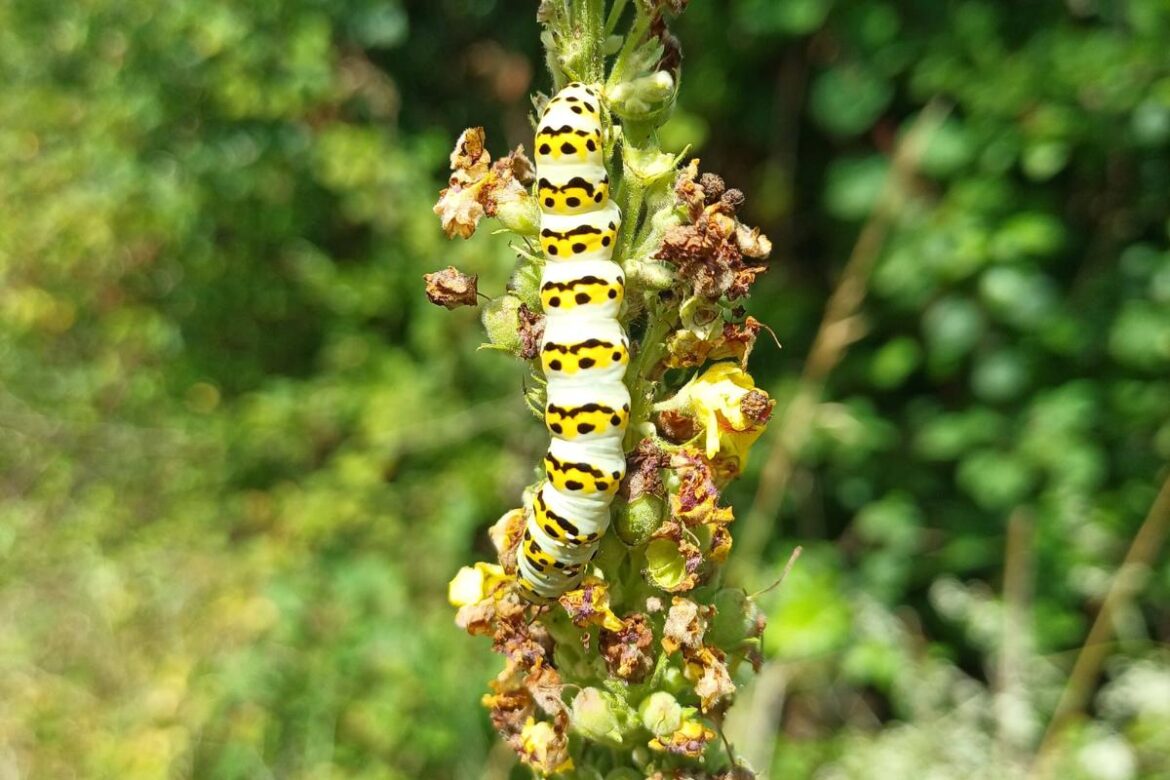 This simple gardening choice could help save one of the UK's rarest moths