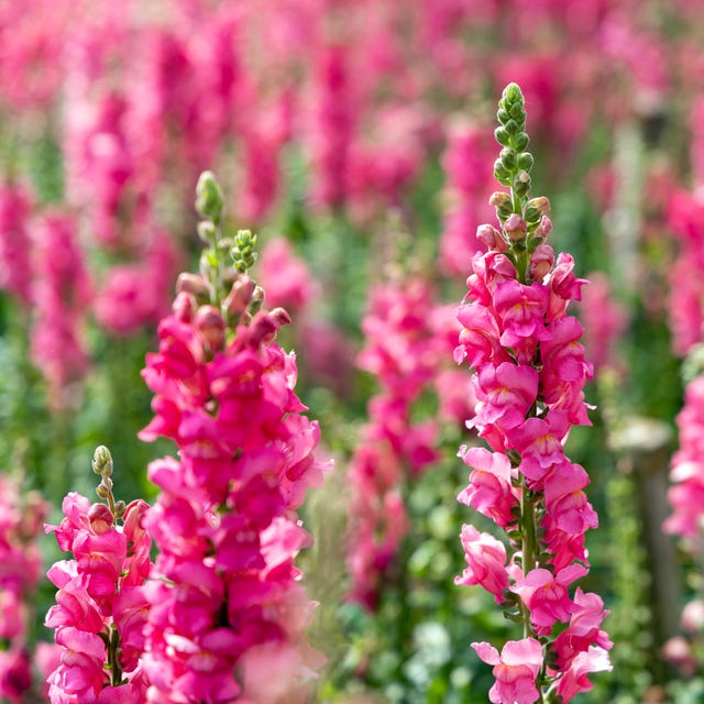 Full frame close-up of pink snapdragon flowers growing at the Northern Blossom flower farm in Atok, Benguet Province, Central Luzon, Philippines, South East Asia is it okay to pick someone elses flowers- Full frame close-up of pink snapdragon flowers growing at the Northern Blossom flower farm in Atok, Benguet Province, Central Luzon, Philippines, South East Asia