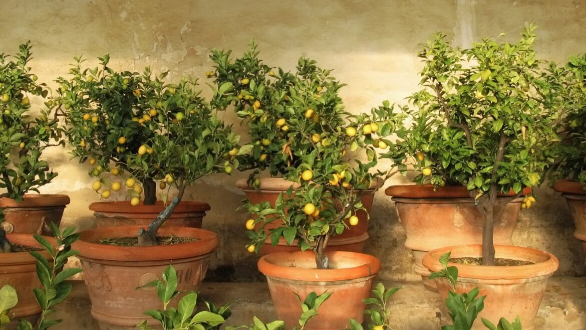 Self-Sufficient Orchard Ideas For Small Gardens A collection of lemon trees growing in terracotta pots