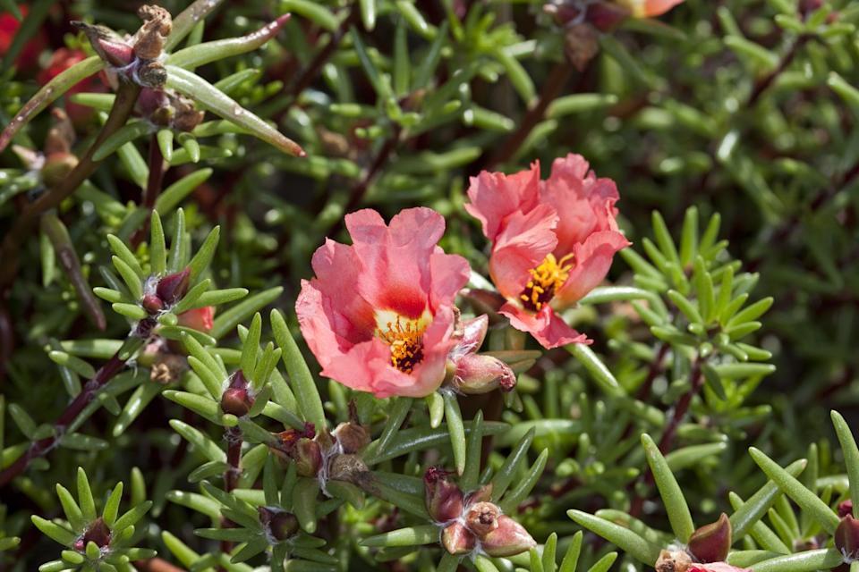 portulaca grandiflora moss rose