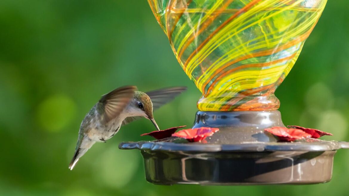 Hummingbirds Will Flock To Your Yard After Planting This Bright Blue Flower