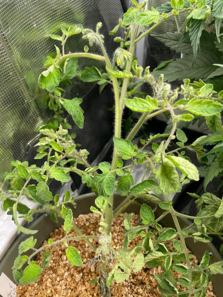 What’s wrong with my indoor plants? What’s wrong with my indoor plants?