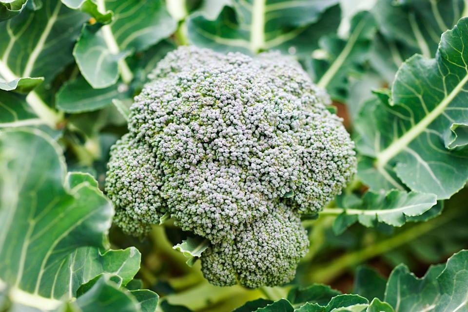 vegetables to plant in april broccoli