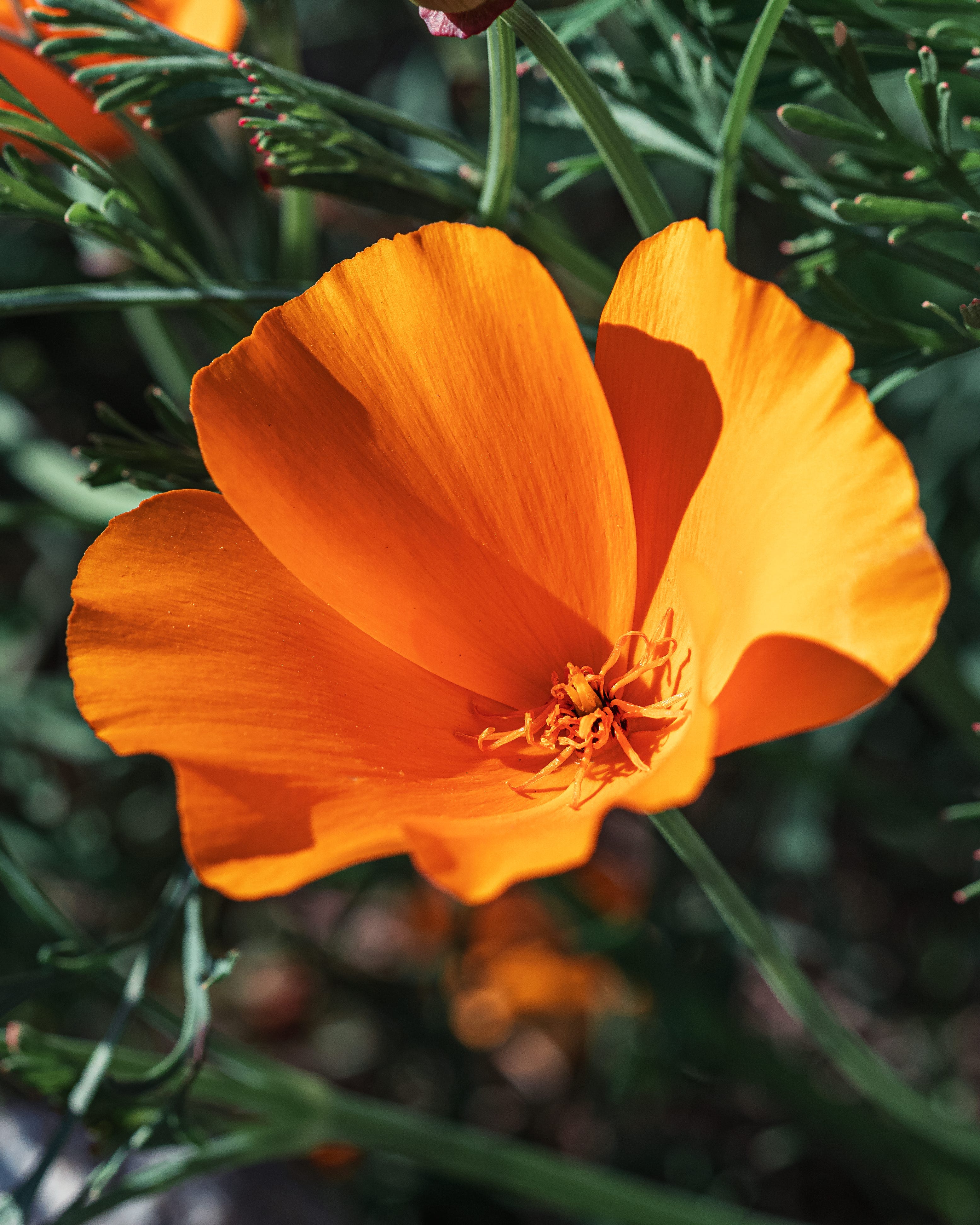 fast growing california poppy flowers