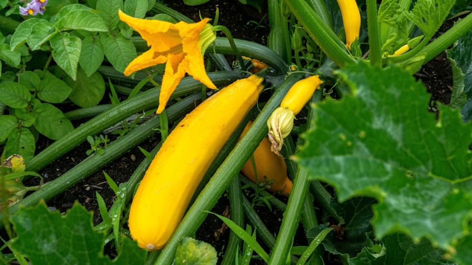 8 Best Companion Plants for Squash (And 4 to Avoid)