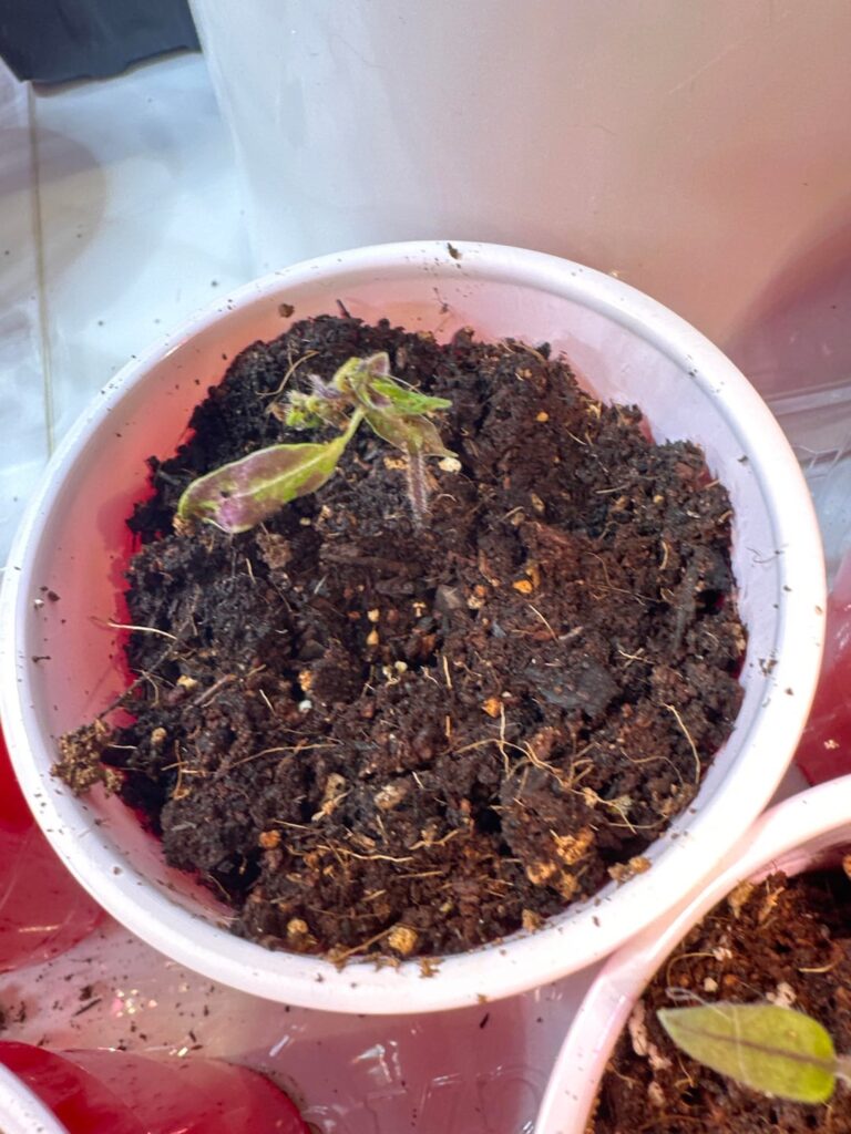 Seedlings really struggling