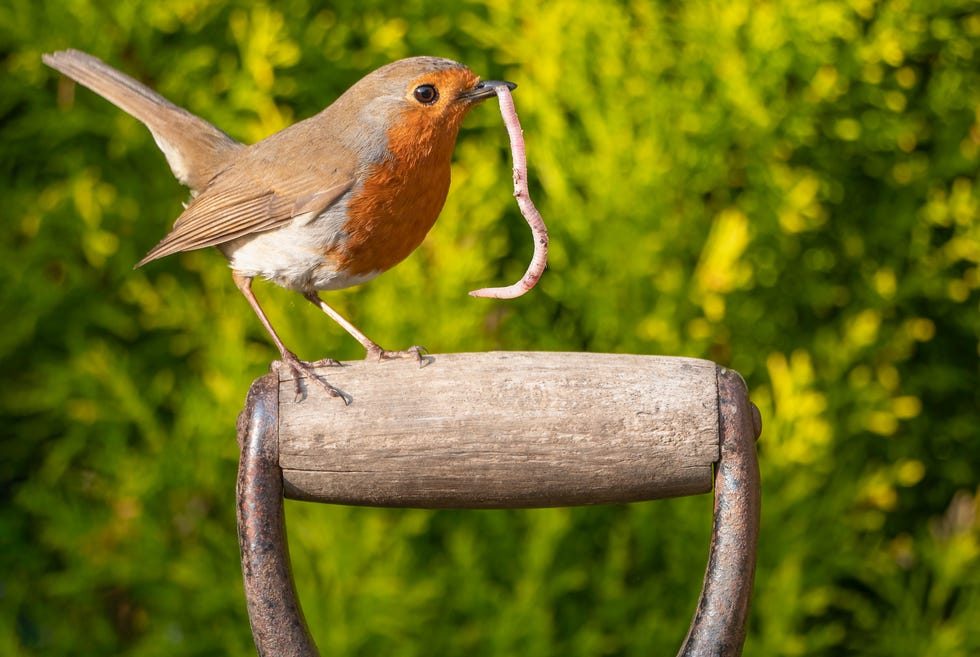 robin (erithacus rubecula) bird standing on wooden spade handle with worm in mouth robin (erithacus rubecula) bird standing on wooden spade handle with worm in mouth