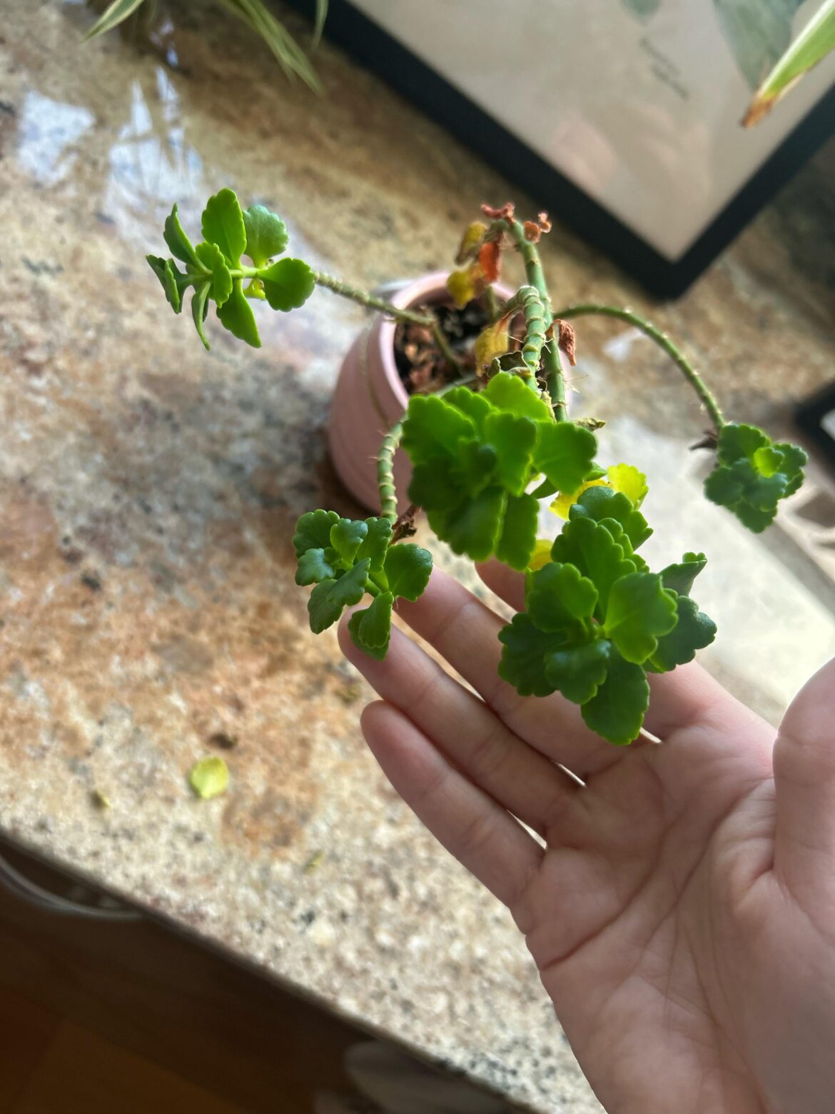 Please Identify this Plant