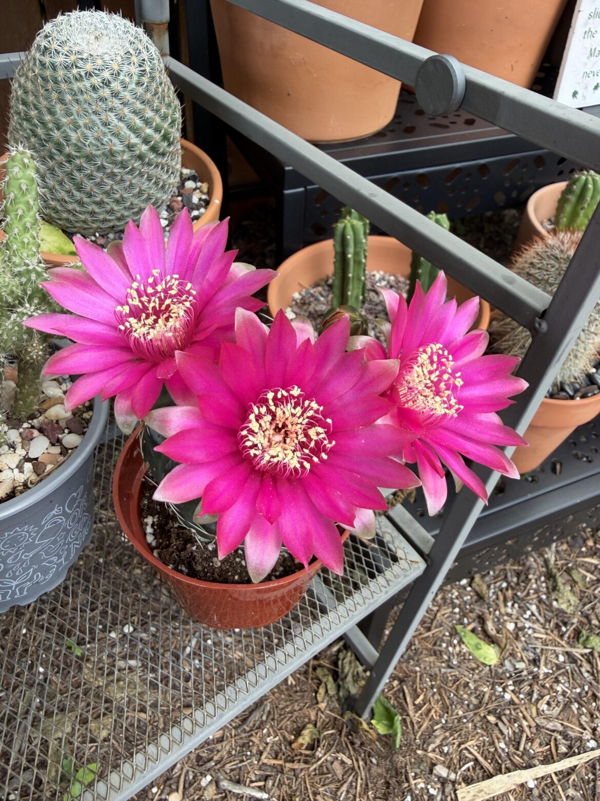 Just wanted to share these blooms.
