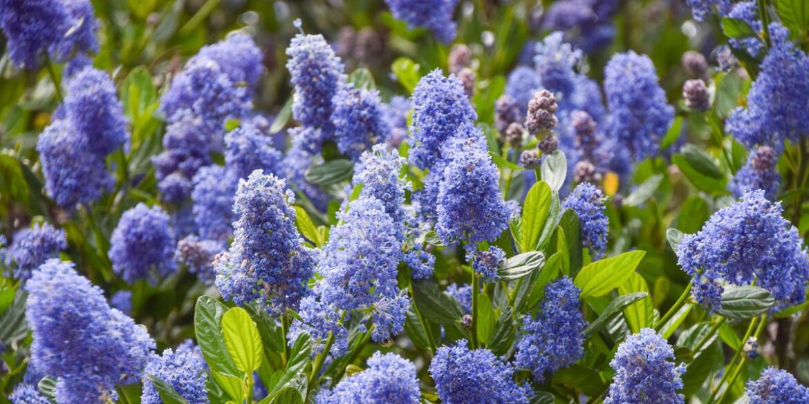 9 Shrubs for Pots That Keep Small Patios and Balconies Looking Good All Year