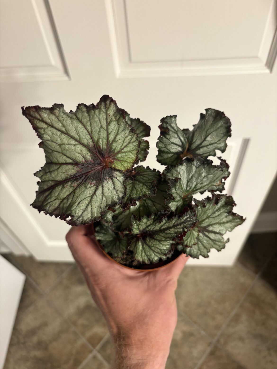 ID?