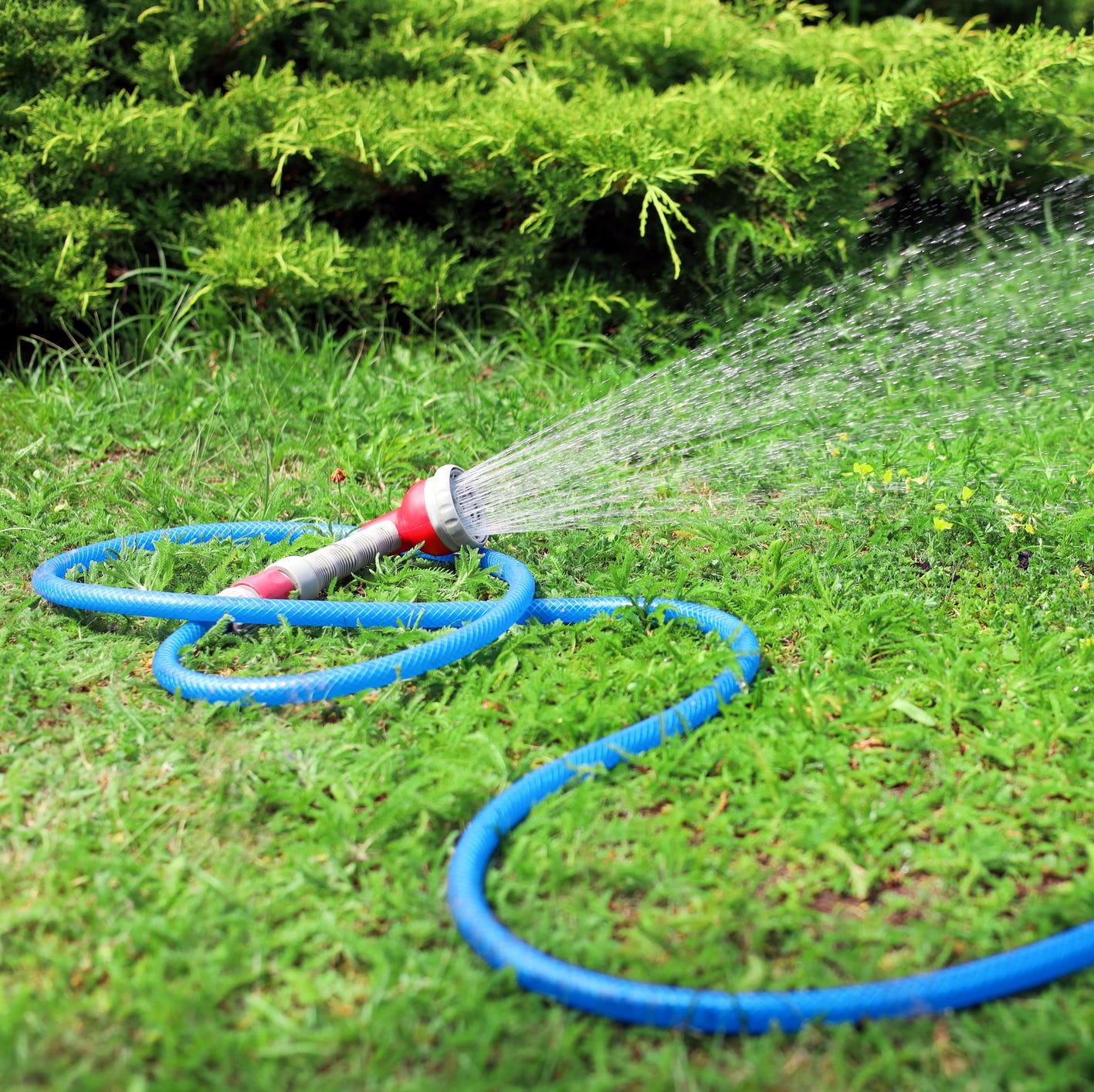 water spraying from a blue hose on green grass outdoors