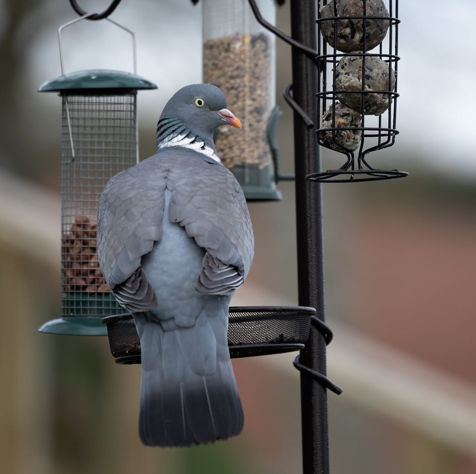 a close up portrait of a common wood pigeon, columba palumbus. it is perched on a bird feeder put out for smaller birds a natural uncluttered out of focus background has space for text. food is in the different feeders