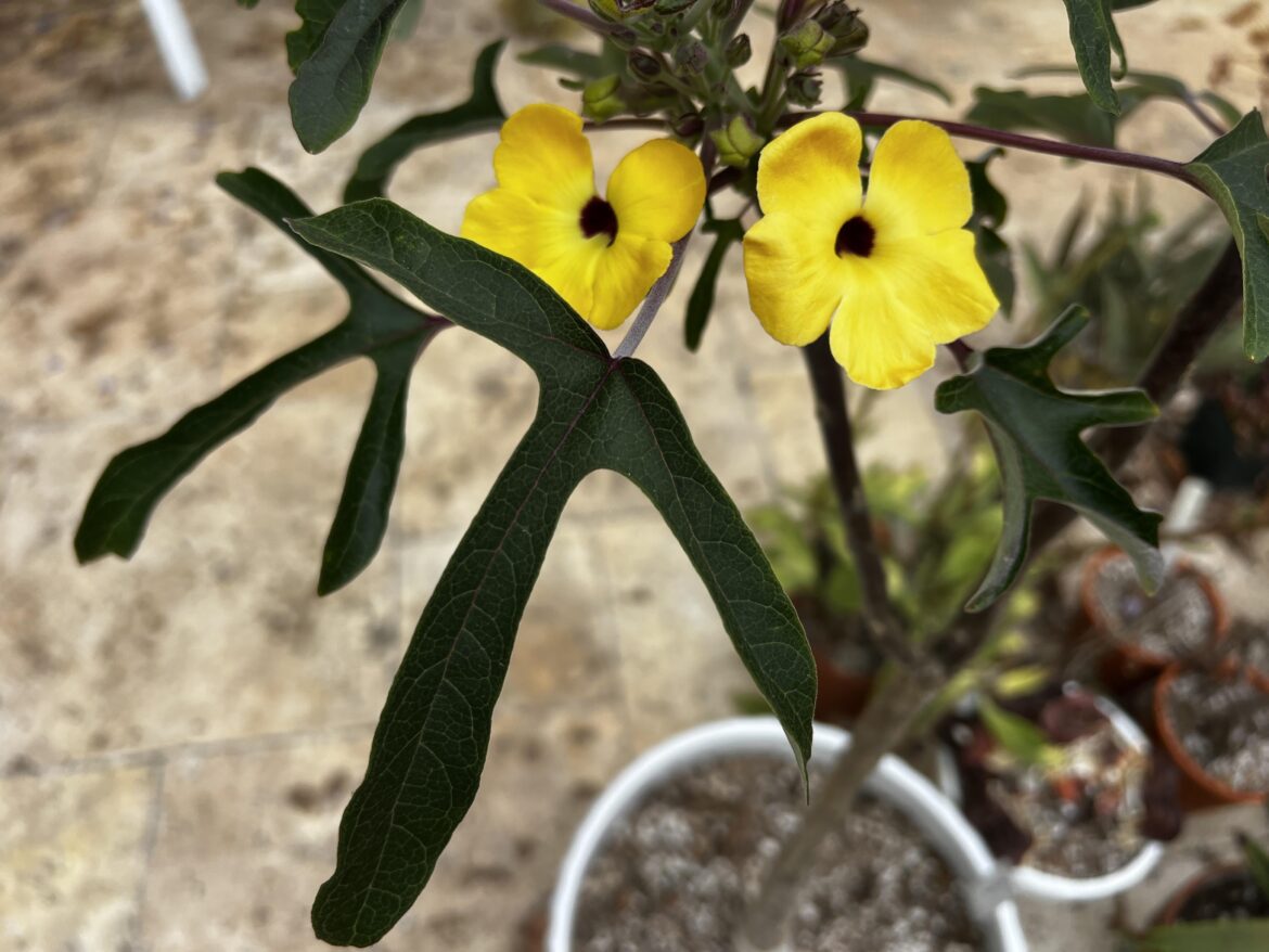 Uncarina growers here?