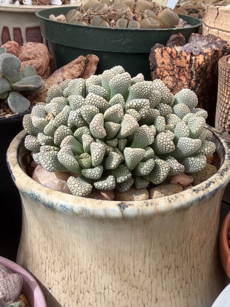 Titanopsis Schwantesii filling the pot out