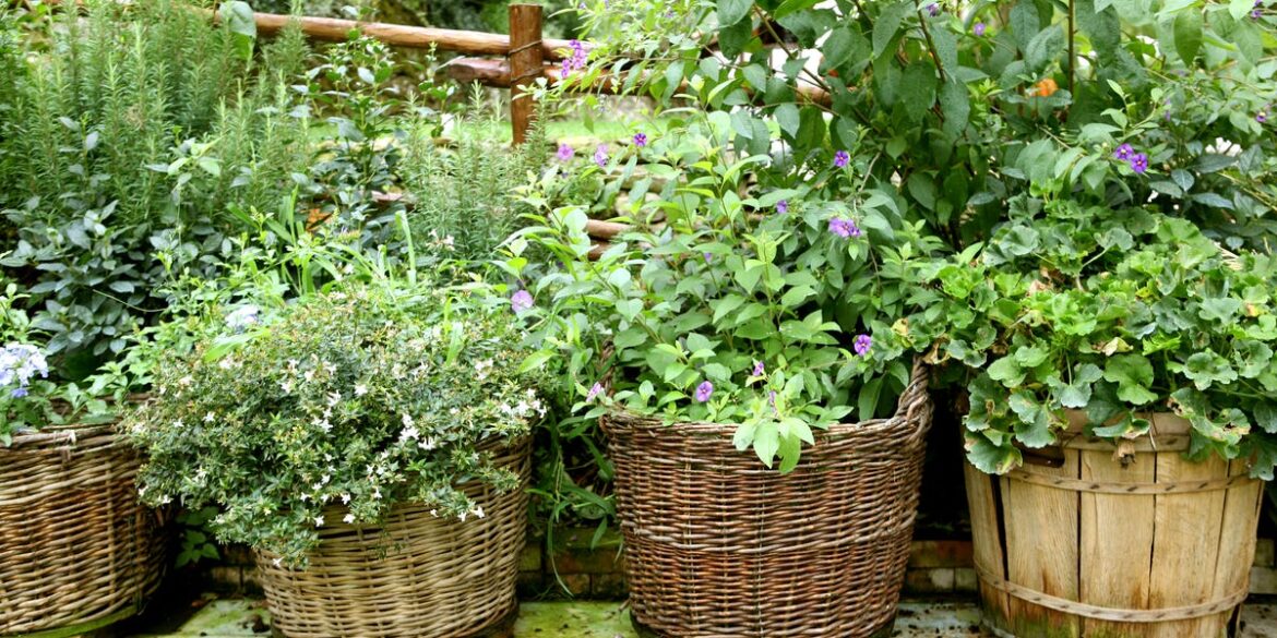 How to Grow and Care for Rosemary Like a Garden Expert How to Grow and Care for Rosemary Like a Garden Expert