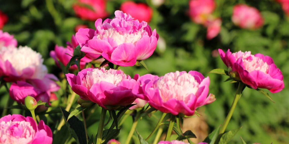 Peonies Not Flowering? Alan Titchmarsh Says These 2 Simple Mistakes Are To Blame Peonies Not Flowering? Alan Titchmarsh Says These 2 Simple Mistakes Are To Blame