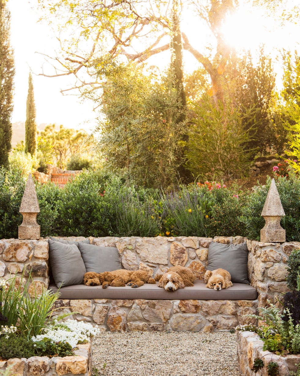 home of glasscock's in ventura ca, gardens design by scott shrader with 65 year old reclaimed olive trees, agave, cyprus oak, pine trees,calicoa, madagascar gardenia, french lavender, ficus rubiginosa, stephanotis, and double white detura