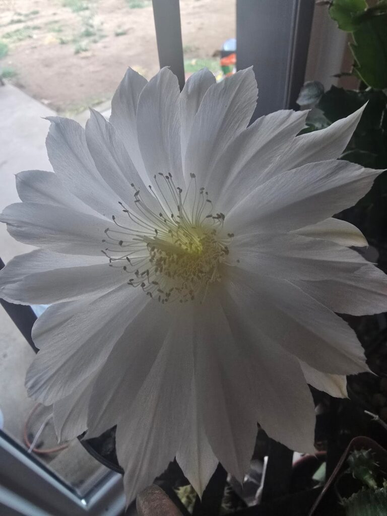 It flowered!