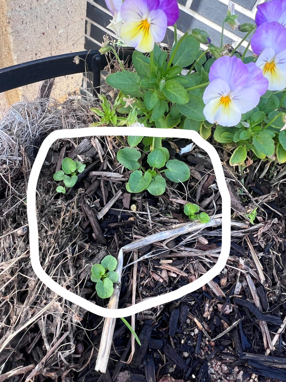 Pansy seedlings?