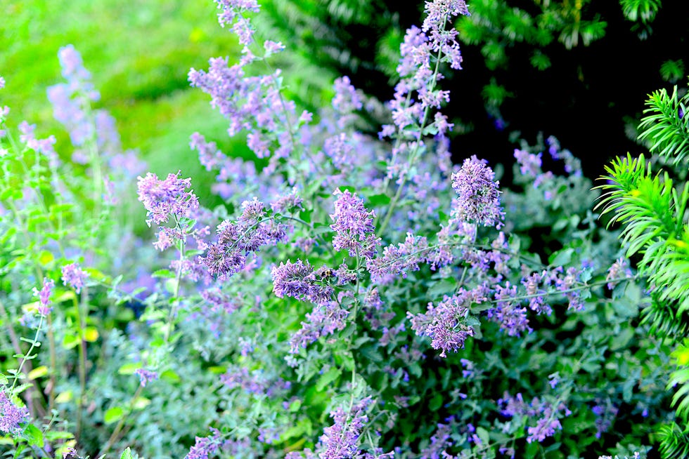 Caucasus Catmint Caucasus Catmint