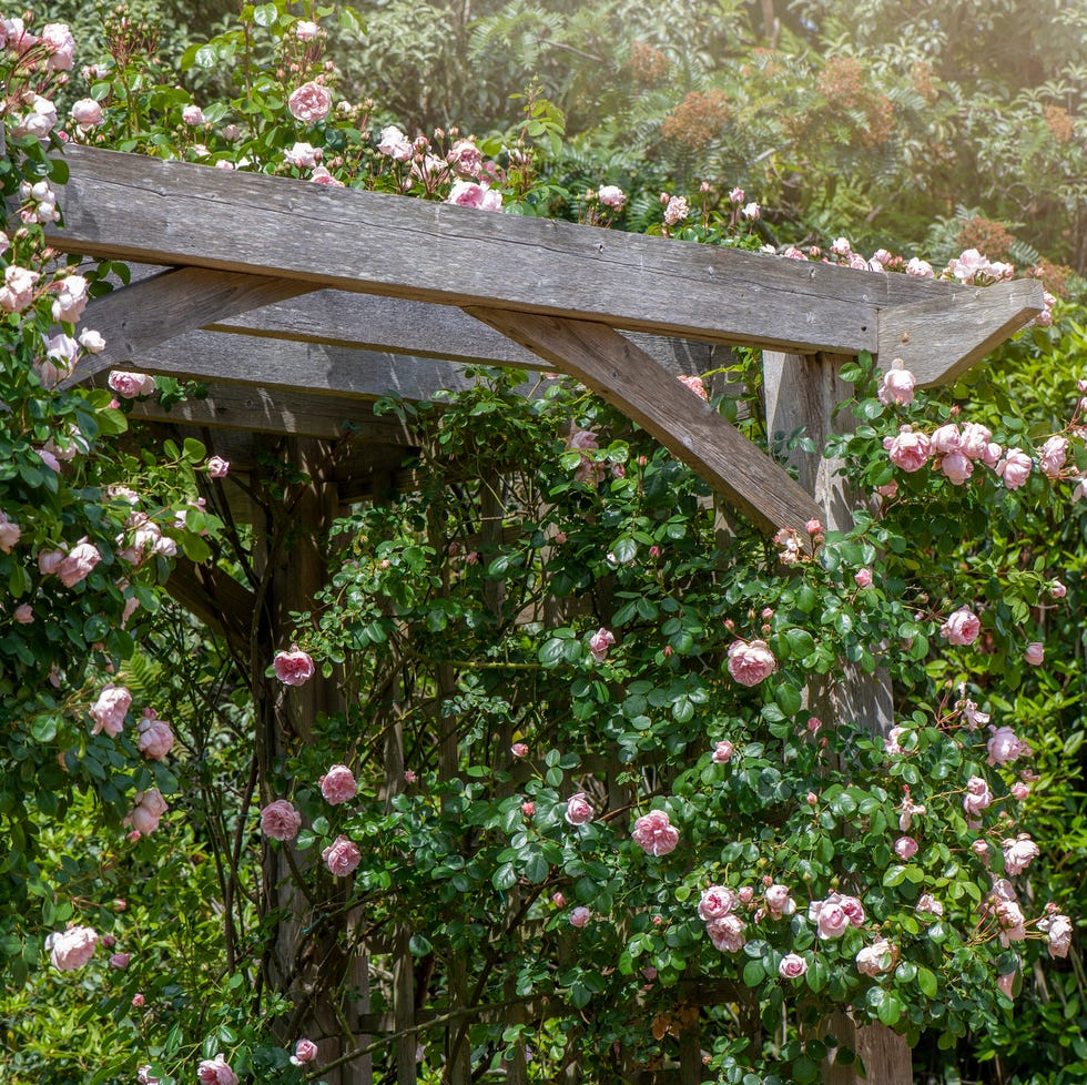Beautiful pale pink English roses climbing over a wooden pergola arch in the summer sunshine wooden arbor covered with blooming roses