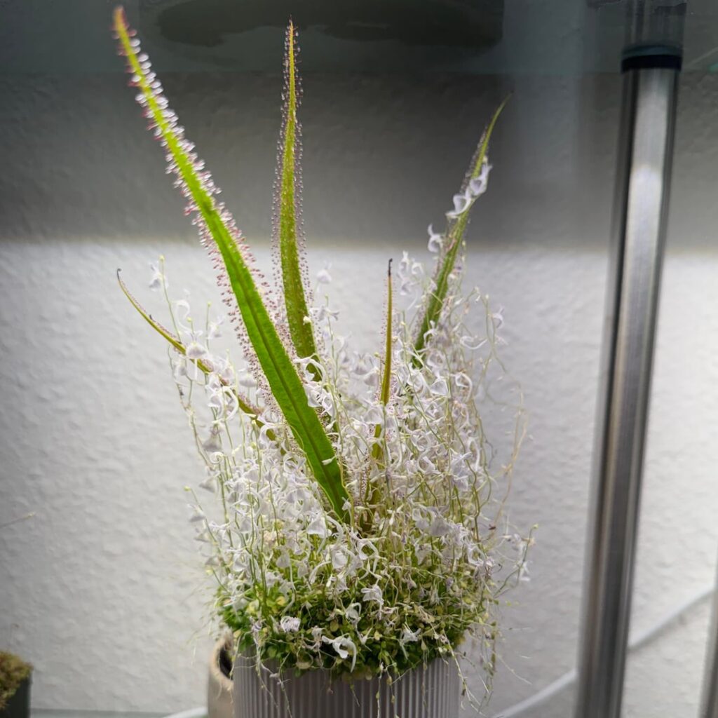 Ultricularia usurped the King
