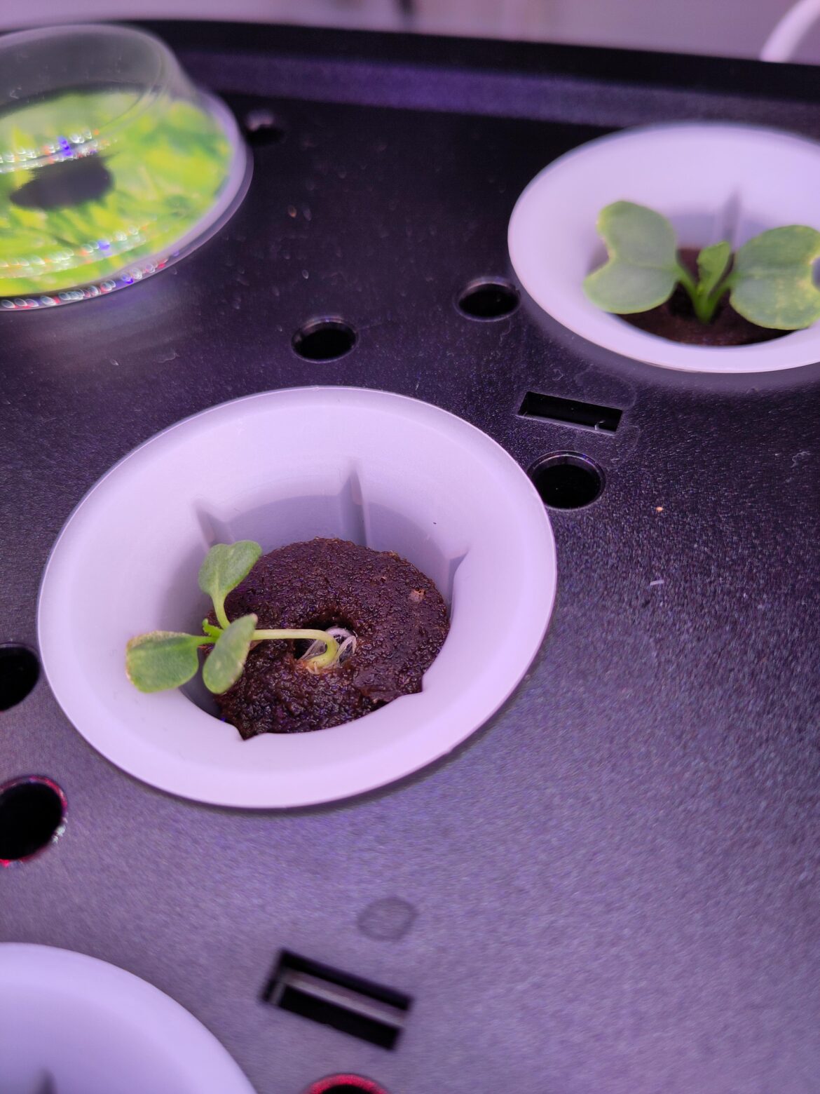 Roots rising? First time hydro user with Letpot
