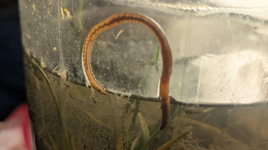 He Worm Too Big for he Got Dam Jar He Worm Too Big for he Got Dam Jar
