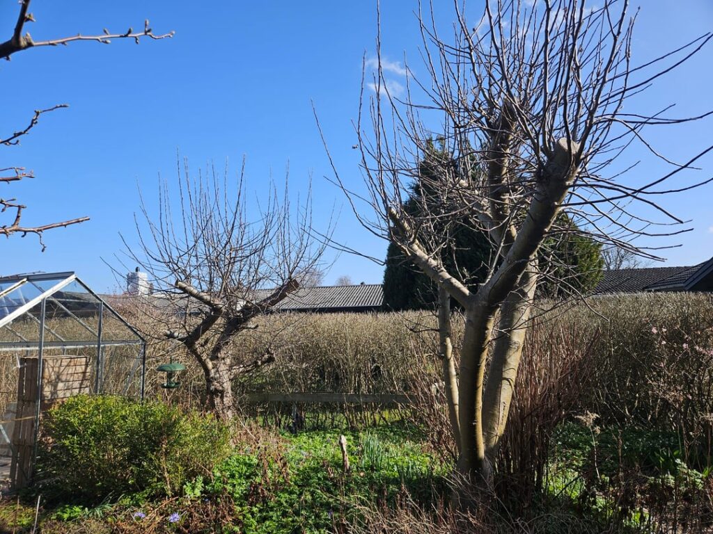 Can I save my fruit trees?