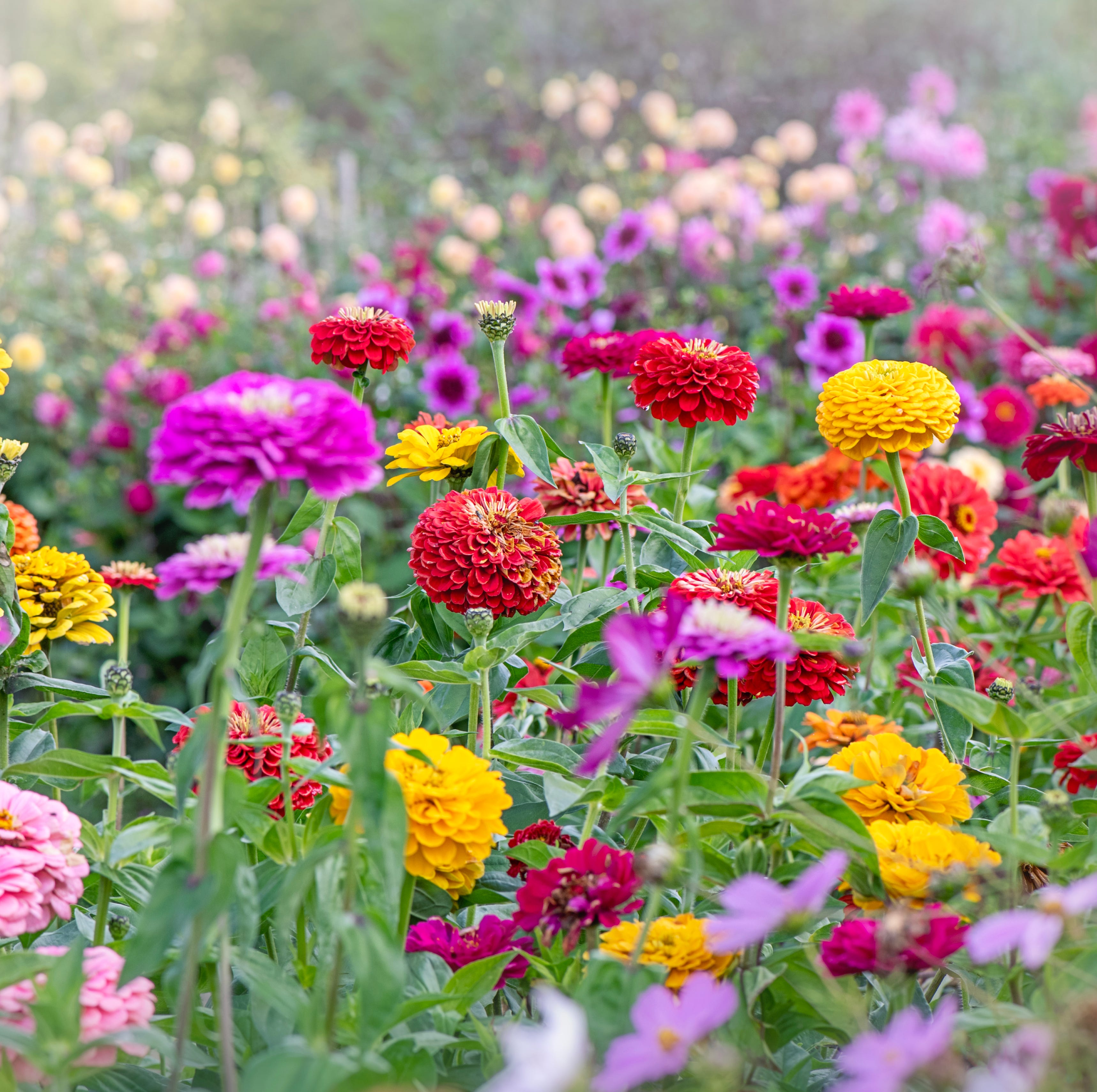 beautiful multi coloured zinnia, summer flowers, in an english cottage garden