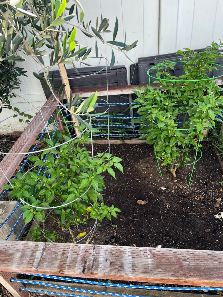Cross Pollination Question