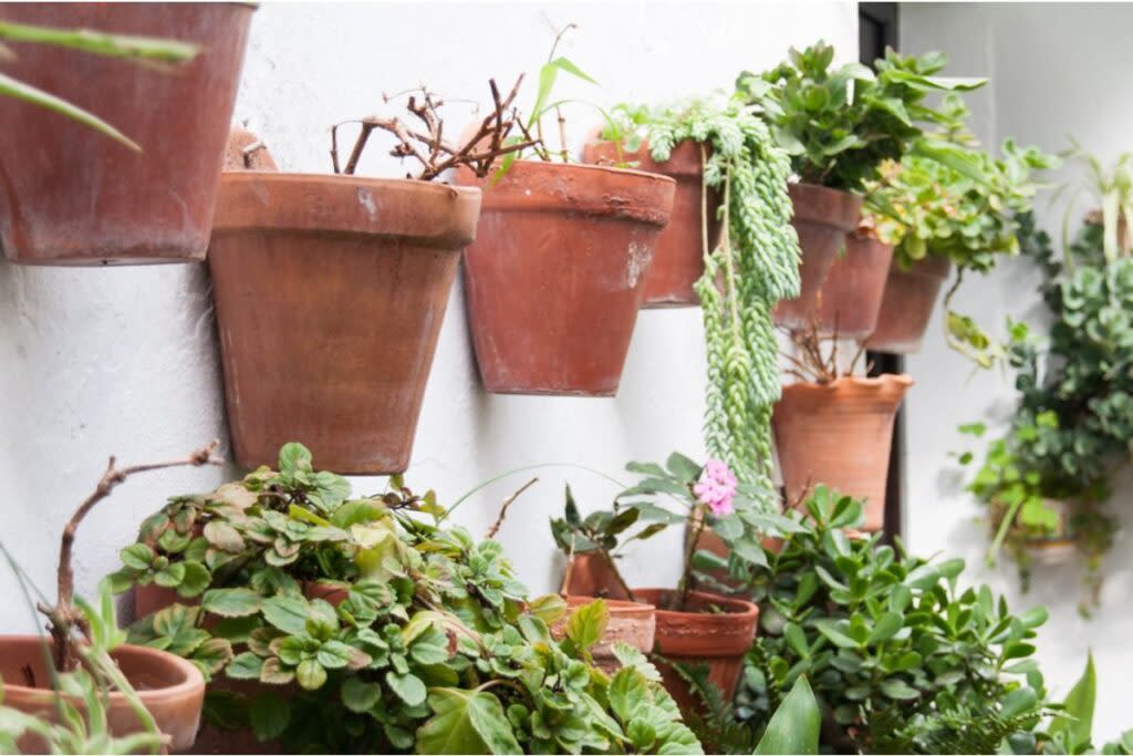 Urban Home Gardeners Are Using Vertical Walls to Grow Vegetables, And Small Spaces Are Suddenly Producing Big Harvests