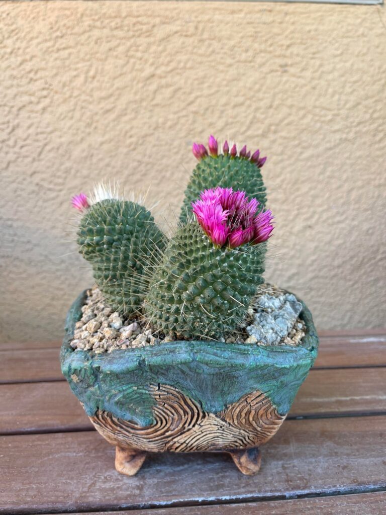 Mammillaria spinosissima