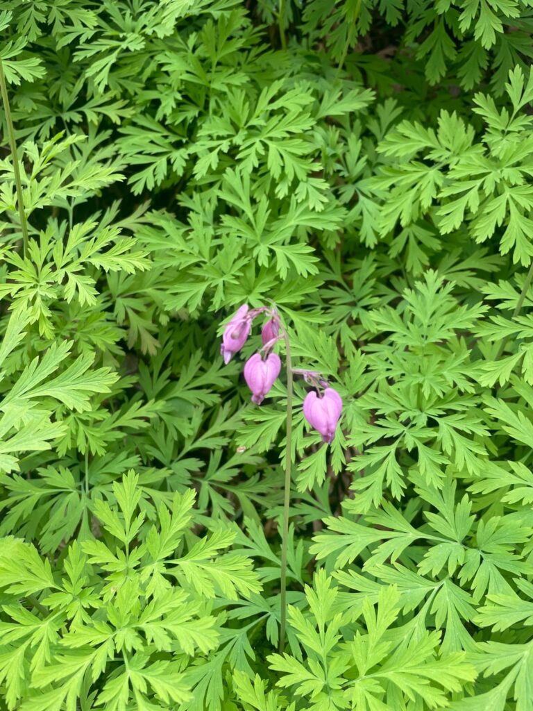 Pacific bleeding hearts