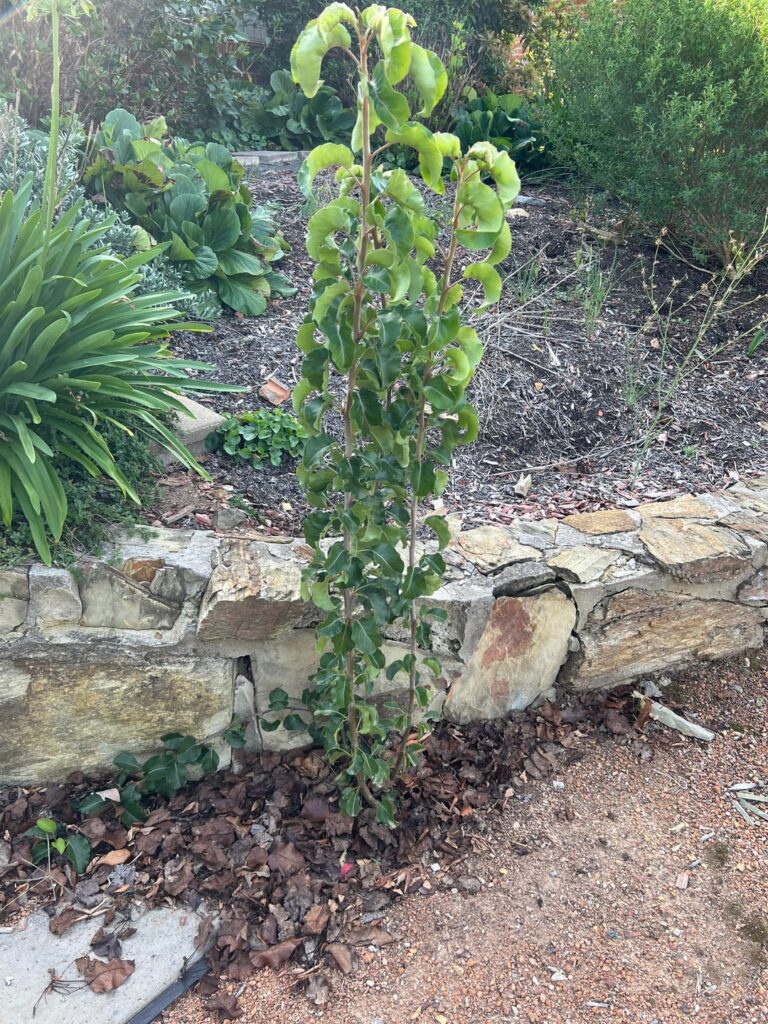 How to get rid of these shoots (suckers?)? How to get rid of these shoots (suckers?)?