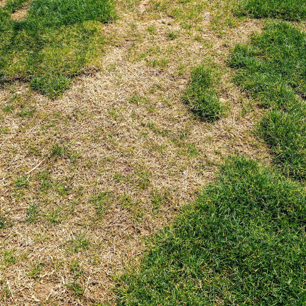 a close up view of a patchy lawn