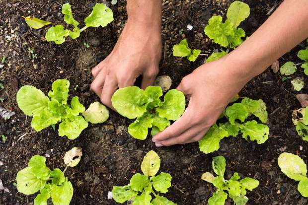 Don't know when to start what vegetables when? Check out our planting guide for all the tips and tricks! Sonoma County Gazette file photo.