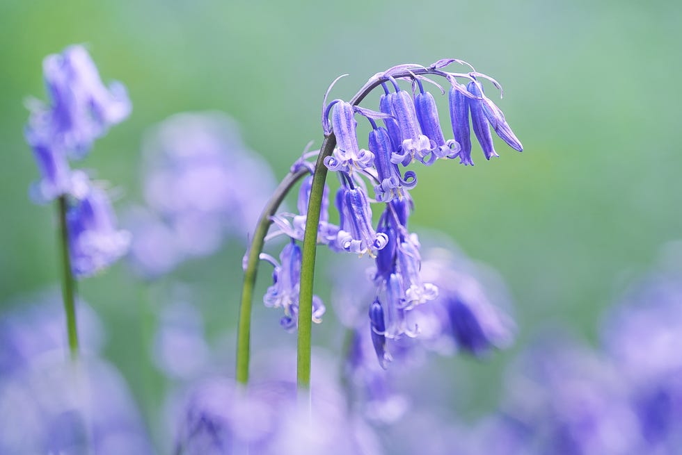 bluebells