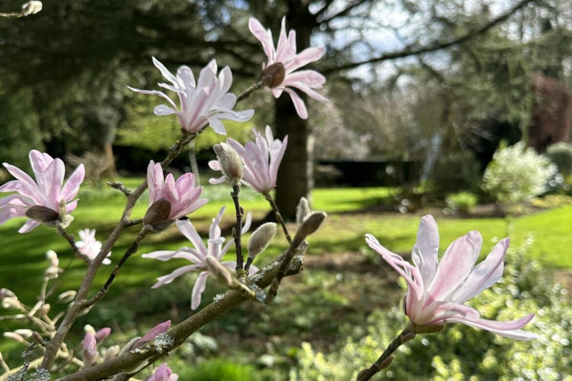 Why one gardener wrapped fragile plants as a late April frost looms Why one gardener wrapped fragile plants as a late April frost looms