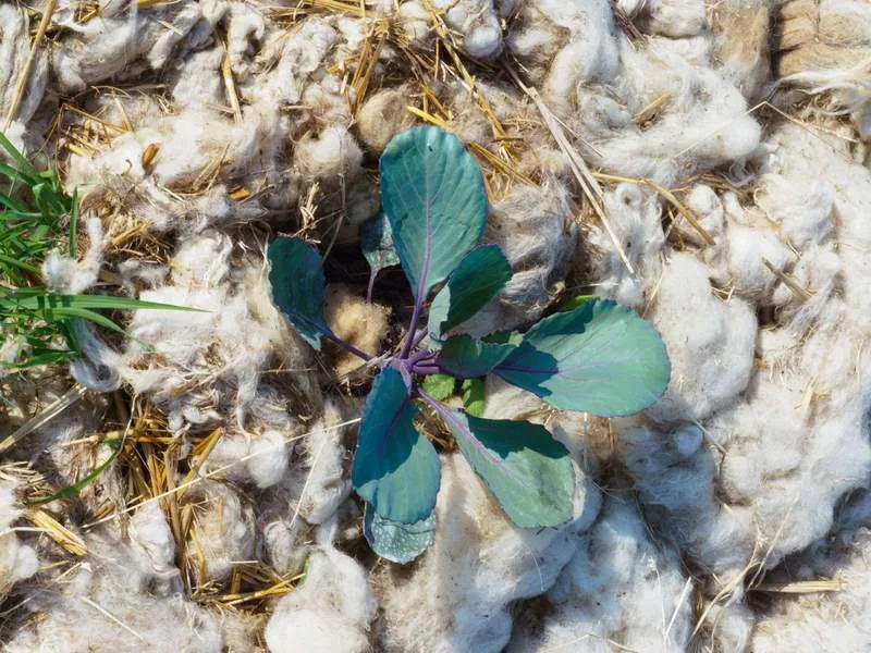 Sheep’s wool around the base of plants like cabbage is a great slug deterrent. Alamy/PA Wire/dpa