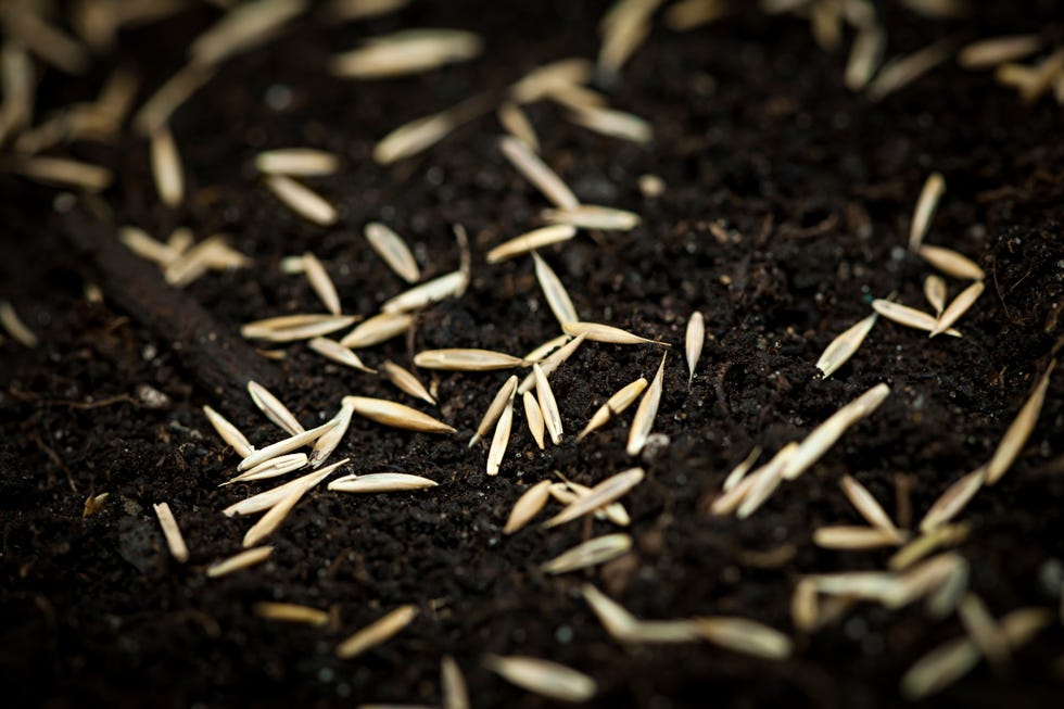 Close-up of grass seeds scattered on dark soil, ready for planting and growth