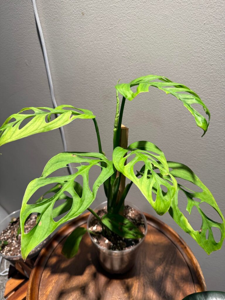90$ for Monstera Esqueleto? How much would you pay?